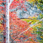 Delicate Fall