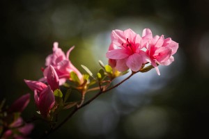 An azalea, in our yard