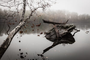 A view of tree branches -- attached, and not -- on the Potomac River. Taken from Great Falls National Park, Virginia. (Steve Sickels)