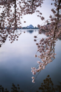 The Jefferson Memorial through cherry blossoms, across the Tidal Basin, Washington, D.C. 3 (Steve Sickels)