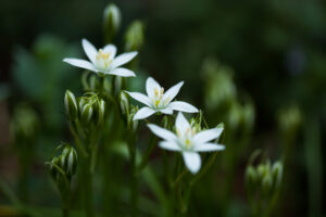 Stars Star of Bethlehem blossoms, in our yard. (Steve Sickels)