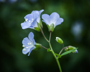 Jacob's Ladder Delicate Jacob's ladder blossoms, in our yard (Steve Sickels)