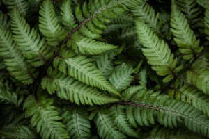 Ferns Ferns from our yard (Steve Sickels)