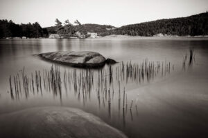 Reeds Reeds - McGregor Bay, Ontario, Canada (Steve Sickels)